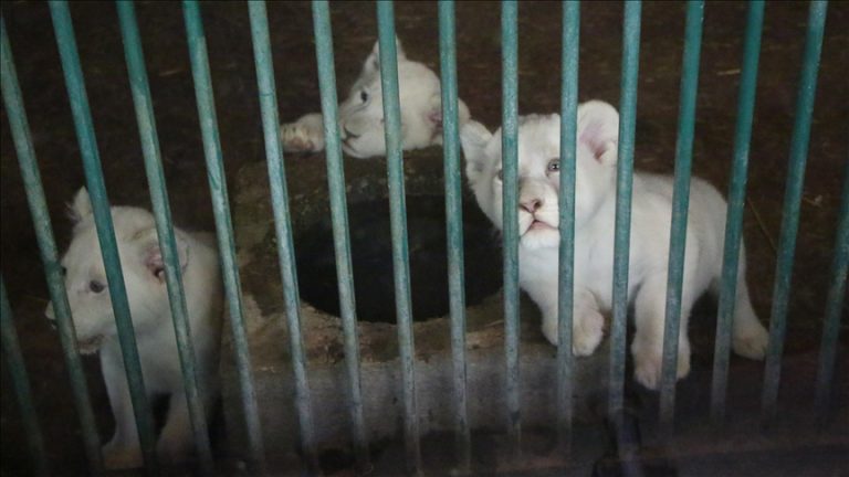 Pas 20 vitesh në Kopshtin Zoologjik të Shkupit lindën tre luanë të bardhë